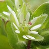 畑地の雑草　小さな花写真