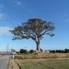 長太の大楠