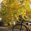 自転車通勤で見えるgoodな景観