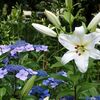 日比谷公園の百合と紫陽花他