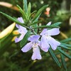ウエストリンギアの花