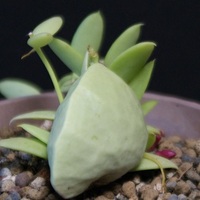 ディスキディア・カンガルーポケットの袋。多肉植物のはなし。