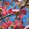 ～≪庭の花々🌸≫～