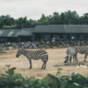 動物園でバイト