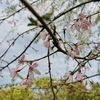 とっても綺麗な桜…??が咲いていたよ🌸🌸🌸