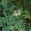 Nandina domestica　ナンテン