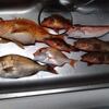 サイズがでませんね・・・