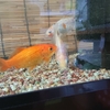 エサを独り占めしたい若い金魚