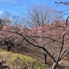 カワヅザクラ　茅ヶ崎公園