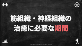 筋組織・神経組織の治癒に必要な期間｜再生・修復・回復