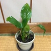 スパティフィラム植え替え