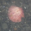 三保の内海でみつけた　赤い二枚貝