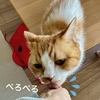 せっかく塗ったワセリンが舐め取られてヒリヒリ…