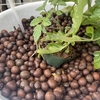 プチトマト🍅の水耕栽培 強風で倒れる？？
