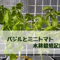 スイートバジルとミニヒメの成長記録｜#44