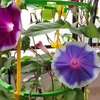 小学校の授業で使用する植木鉢の購入先と価格、廃棄方法まで解説！