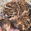収穫したその日に食べれる喜び【食事＆体重記録】