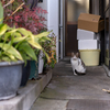 近隣繁華街のねこさん