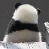 パンダちゃんの　お子ちゃまが産まれたね
