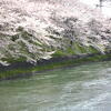 伏見疎水の桜
