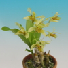 Dendrobium delacourii
