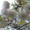 八重桜