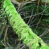 苔の探索 ： 倒木の苔