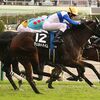 １９日に帰厩済。次走は来月１４日の京都・錦Ｓを予定しています。鞍上は和田竜Ｊ。☆ヴェルトハイム