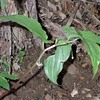 目の高さにヒメナベワリの小さな花