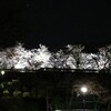 ４月のひをり　夜桜より団子