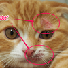 猫にカビが生える！？原因、症状、治療法は？