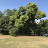 新宿御苑の新緑、5月4日（みどりの日）は入園無料だった