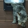 ペットドア？キャットドア？