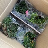 花苗を植える。みーちゃんのエリアにトロ箱出現。外を見る保護ネコ君。白黒ちゃん登場。