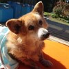 老犬ホームあん｜新人さん ロッキー^^