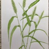 エミータＳ.493／♫花屋の店先になーらんだきれいな花を見ーていたー♫