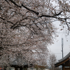 能徳寺（相模原市南区磯部）