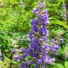 セイヨウニンジンボクの花