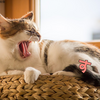睡眠サイクル
