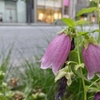 ギンザのノハラ🌿 〜 紫陽花観察日記２ 〜