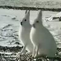 ホッキョクウサギとは 動植物の人気 最新記事を集めました はてな