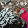 風邪っぴきの中、初めての雪♪ 今日の柴ちゃん139