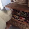 お留守番組の一日。