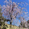 隣家の枝垂れ桜