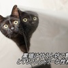 黒猫は甘えん坊で賢く、とてもフレンドリーな性格の猫