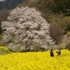 淡墨桜