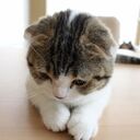 おとっつぁんの予約商品のご紹介！