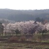 柴犬館長と花見…