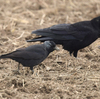 ツルの国に鳥を見に行った日記（２０２４　０１０６～０８）その１３。