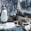 目指せコンプリート！〜③葛西臨海水族園